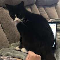 Thumbnail photo of Pawli #4