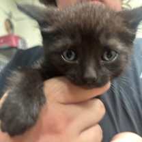 Thumbnail photo of Ink 48C25 #2