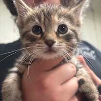 Thumbnail photo of Nimbus 46C25 #2