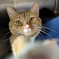 Thumbnail photo of Cocoa #2