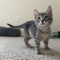 Thumbnail photo of Dahlia #2