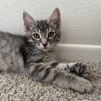 Thumbnail photo of Dahlia #3