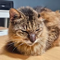 Thumbnail photo of Mikey – Age 8-Your New Bestie #2