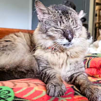 Thumbnail photo of Mikey – Age 8-Your New Bestie #3