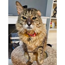 Thumbnail photo of Mikey – Age 8-Your New Bestie #4