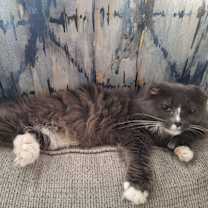 Thumbnail photo of Mitzi  (Polydactyl Maine Coon) #3