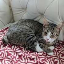 Thumbnail photo of Connie #3