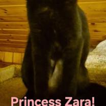 Thumbnail photo of Princess Zara #2