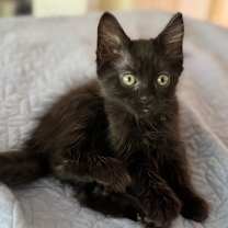 Thumbnail photo of Firecracker #1