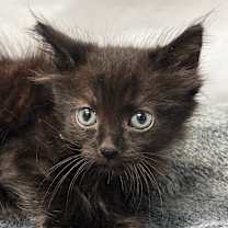 Thumbnail photo of Firecracker #2