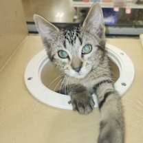 Thumbnail photo of Apple #2