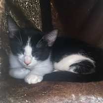 Thumbnail photo of Spicy *COURTESY LISTING** #1