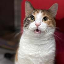 Thumbnail photo of Zuko #2