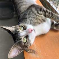 Thumbnail photo of Zenon #2