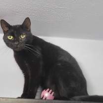 Thumbnail photo of Raven ⭐️ #2