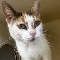 Thumbnail photo of Mz. Kitty #1