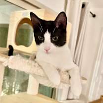 Thumbnail photo of Crumb ⭐️PROMOTION⭐️ Cookie Litter #3