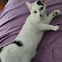 Thumbnail photo of Lilo Pelekai #2