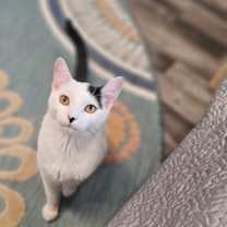 Thumbnail photo of Lilo Pelekai #3