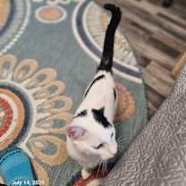 Thumbnail photo of Lilo Pelekai #4