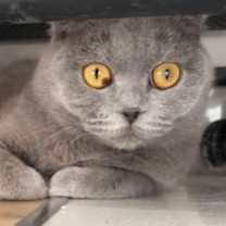 Thumbnail photo of Saknia #2