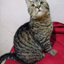 Thumbnail photo of Brownie #1