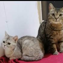 Thumbnail photo of Brownie #2