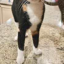 Thumbnail photo of Titania #1