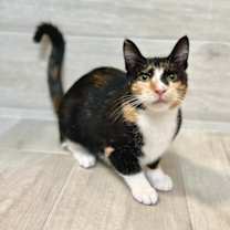 Thumbnail photo of Titania #3