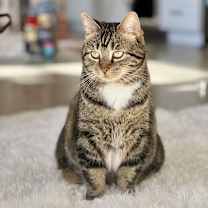 Thumbnail photo of Kitty, Queen of Sass #1