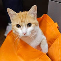 Thumbnail photo of Wren #1