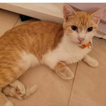 Thumbnail photo of Wren #2