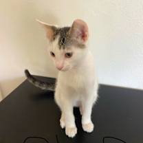 Thumbnail photo of Shep #2