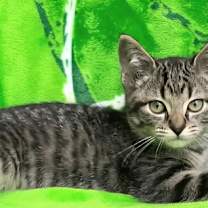 Thumbnail photo of KITTEN JAQ JAQ #2