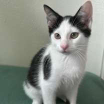 Thumbnail photo of Hulk #1