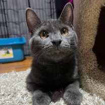 Thumbnail photo of George PENDING ADOPTION #3