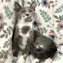 Thumbnail photo of Dawn #4