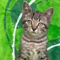 Thumbnail photo of KITTEN JAQ JAQ #1