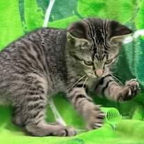 Thumbnail photo of KITTEN JAQ JAQ #3