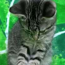 Thumbnail photo of KITTEN JAQ JAQ #4