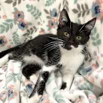 Thumbnail photo of Nicky #4