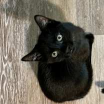 Thumbnail photo of Cocoa Puff #2