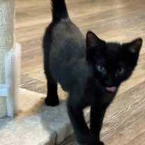 Thumbnail photo of Cocoa Puff #3