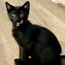 Thumbnail photo of Catman #2