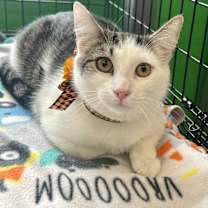 Thumbnail photo of Justin Bieber #2