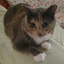 Thumbnail photo of Camilla (Bonded with Cirilo) #1