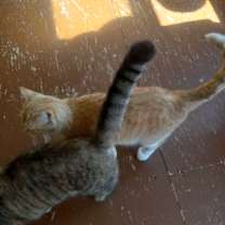 Thumbnail photo of Paws #2