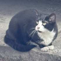 Thumbnail photo of Lacey #2