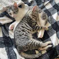 Thumbnail photo of Cosmo #2