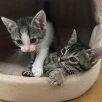 Thumbnail photo of Cosmo #3